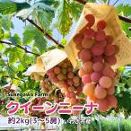 クイーンニーナ約2kg3〜5房ご家...