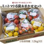 ショッピングトマト 親バカトマトのミニトマト250g×6袋詰 おまかせセット1.5kg  ギフト いわき市産 助川農園 農園直送