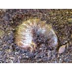 ★特価★ カブトムシ 幼虫 岡山産