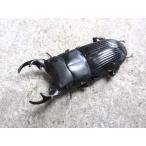 天然ネブトクワガタ ♂単品 岡山産