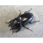 津山産オオクワガタ ♀単品