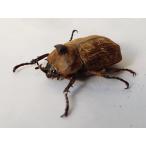 サビイロカブト ペア スラウェシ産