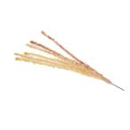 ドギーマン じゃれ猫 猫のお遊び ススキ草 1本