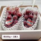 ブラックシャインマスカット 1房約500g 2房入 富士の輝 岡山県産 大房 新品種 化粧箱入 贈答用 ギフト 果物 フルーツ ぶどう サニーフルーツ岡山