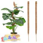 2 шт. входит . здесь палочка садоводство фигурная скобка свободно искривление .. декоративное растение монстера фигурная скобка 