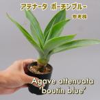 アガべ アテナータ ボーチンブルー  Agave attenuata 'boutinblue' ランダム選抜　塊根植物 観葉植物 多肉植物