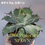 アガベ ポタトラム スポーン008 Agave Potatorum 'SPAWN' 　塊根植物 多肉植物 観葉植物