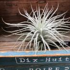 テクトラムエアープランツおしゃれ多...