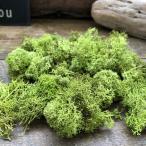 springs зеленый 20g Islay ndo Moss материалы для цветочной композиции ручная работа кошка pohs соответствует 