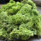  springs зеленый 40g Islay ndo Moss материалы для цветочной композиции ручная работа кошка pohs соответствует 