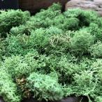  свежий зеленый 40g Islay ndo Moss материалы для цветочной композиции ручная работа кошка pohs соответствует 