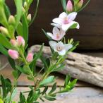 サザンクロス　星形のピンクの花　ピーチ　ガーデニング