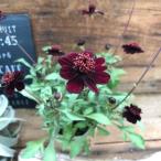 四季咲き　チョカモカ　チョコレートの香り　チョコレートコスモス