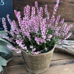 大苗　八重咲き　カルーナ　ブルガリス　桃