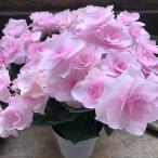 フルーリン ピンク色 アジサイ 八重咲き 紫陽花 ガーデニング