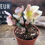 ショッピングクリスマスローズ キャメロット クリスマスローズ アンティークピンク3.5号