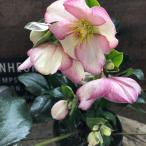 氷の薔薇　ピコティ クリスマスローズ 強健な花