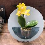 ショッピングhalo 壁掛け胡蝶蘭 ranto HALO（ラント ハロ）ミニ胡蝶蘭 スタンド 新商品