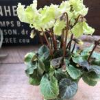 森の妖精 可愛い シクラメン ガーデニング