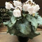 スワン 白鳥のシクラメン 希少 観葉植物