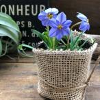 イエイオン　ジェシー　毎年咲きます　ガー