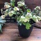 ウィンターベル 希少 クリスマスローズ 小輪のベル咲き