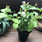 アラビアンジャスミン マツリカ 茉�
