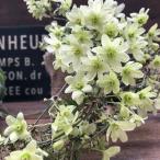 ショッピングクレマチス ペトリエイ ツル性 常緑クレマチス ガーデニング