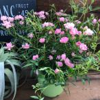 ホホエミ大苗四季咲きミニバラほほえ...