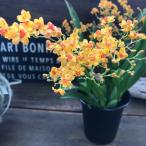 トゥインクルフレグランスファンタ