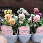 アイクルール2個セット フリル咲きビオラ シエルブリ