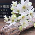 カートマニージョー 3号 クレマチス つる性 ガーデニング