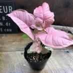 シンゴニウム Amazon 楽天 ヤフー等の通販価格比較 最安値 Com