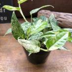 エピプレムナム ピナツム マーブル コンパクタ 小葉タイプ 観葉植物 希少