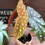 ベゴニア マクラータ 水玉模様 大人気 観葉植物
