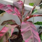 ピンクバナナバリエガータムサノノピ...