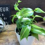 バニラの木3.5号甘くなる香りのも...