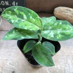 アグラオネマ ピクタム トリカラー 迷彩柄 観葉植物