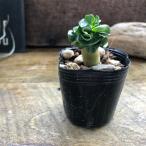 巻葉アデニウムアラビカム塊根植物蛸...