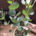 ショッピングハート ハートユーカリ ハート型 ユーカリ ガーデニング