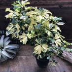 シェフレラ ジェニーネ（曲がり木） 観葉植物