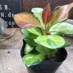  Hoya Australis Lisa декоративное растение садоводство 
