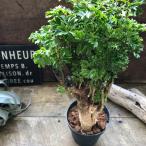 パセリ ポリシャス 観葉植物