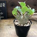 アデニウム モンスター 塊根植物 蛸足 観葉植物