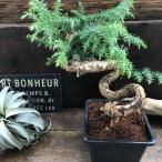 【アロカリア】希少樹形 曲がり仕立て 個性的な幹 観葉植物