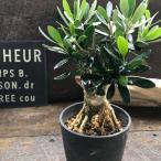 盆栽仕立て BON 3.5号 オリーブ 希少 観葉植物 ガーデニング