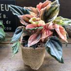 ニューピンクレディー　葉色が変わる　ペペロミア　観葉植物