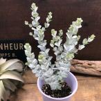 アルビダ４号ユーカリ界の白い宝石ユ...