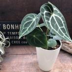 klali фланель bium Anne потертость um модный декоративное растение 