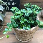  little мед roni Sera симпатичный декоративное растение садоводство 